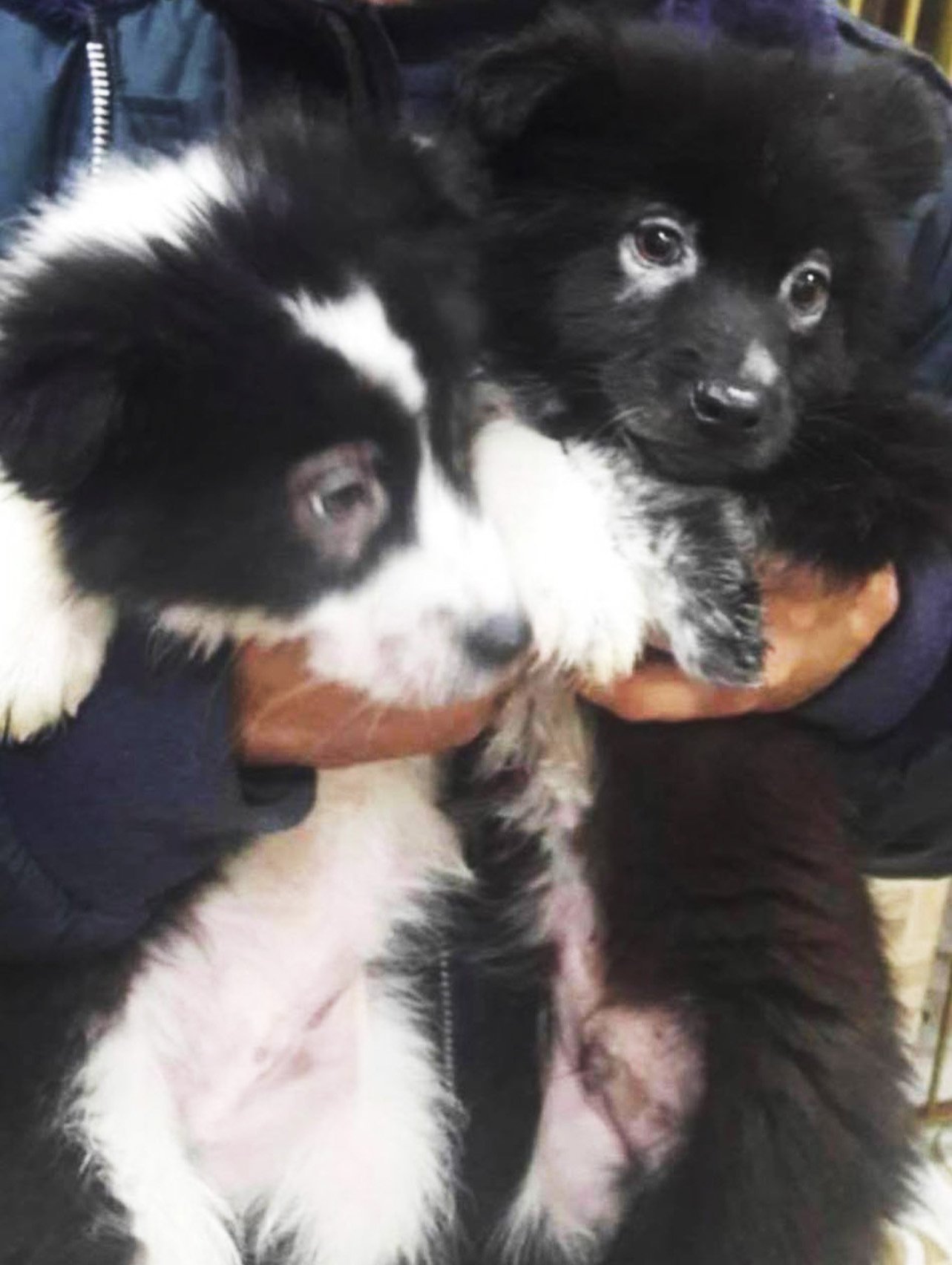 Bailey, a fluffy black puppy