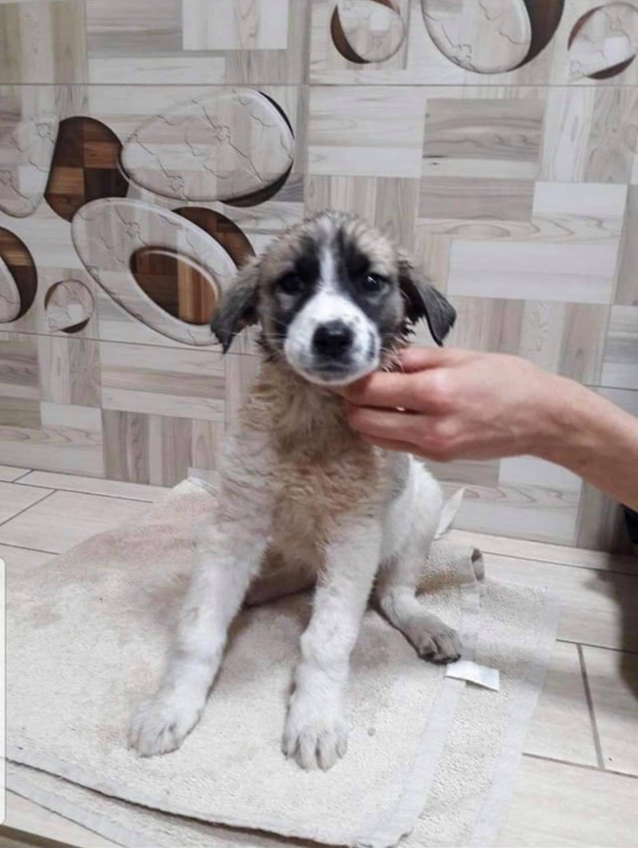 Charlie, a mixed breed puppy