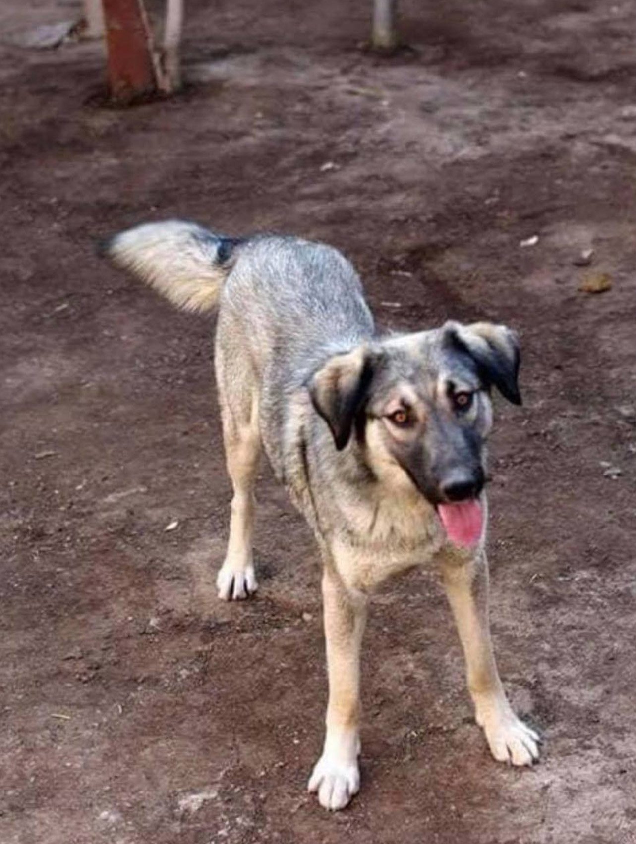 Cooper, a shepherd mix