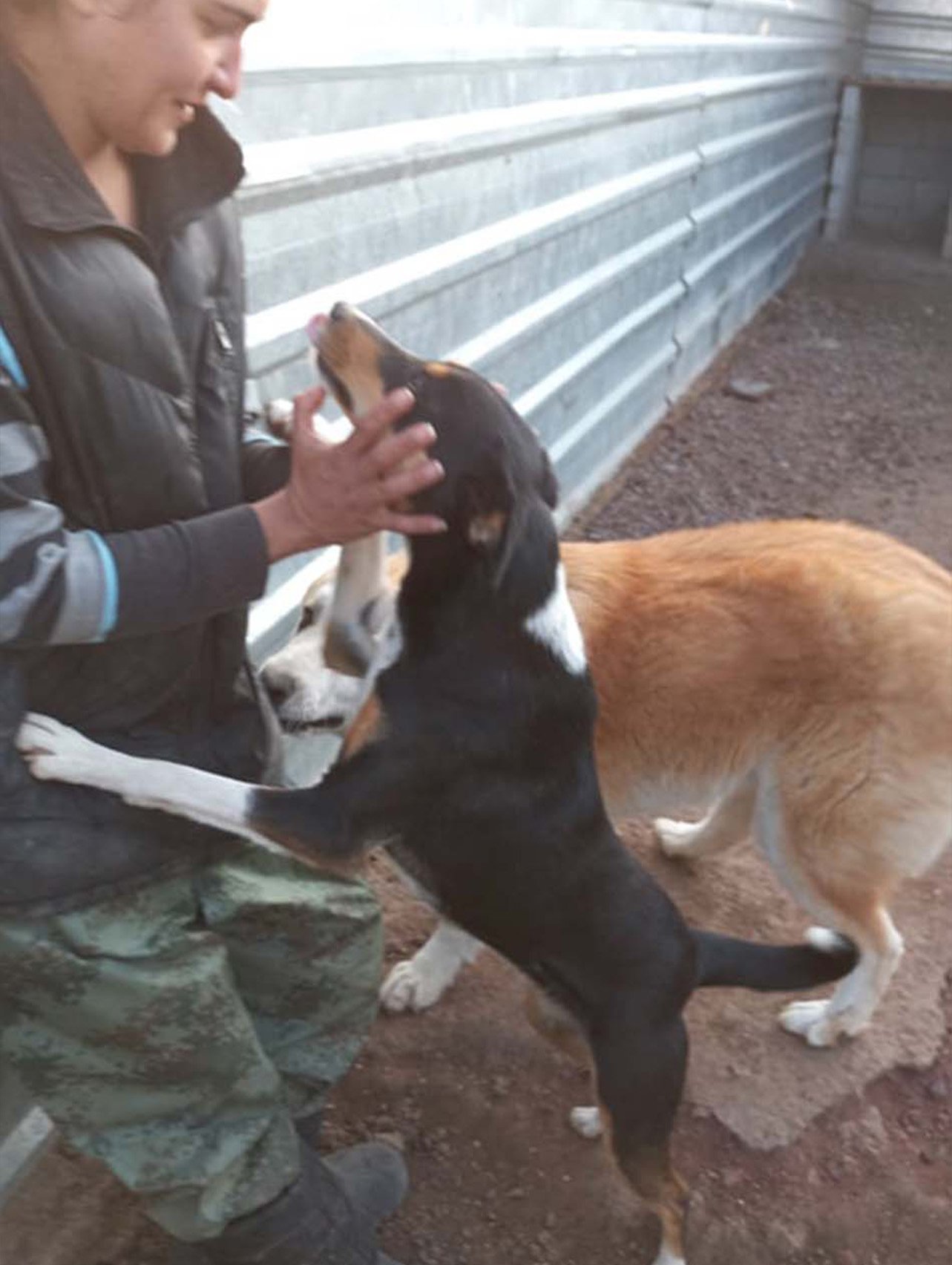 a woman with 2 friendly dogs