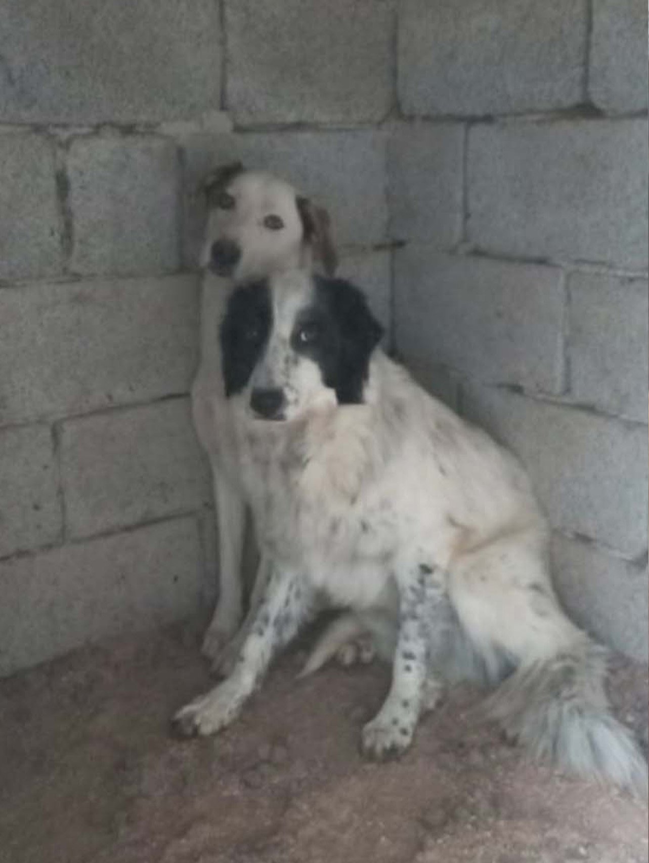 two beautiful dogs watching the camera