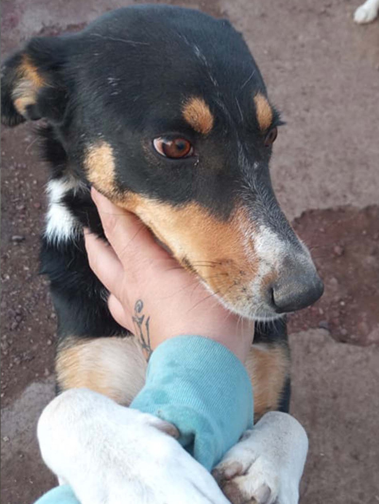 beautiful and friendly dog playing with love