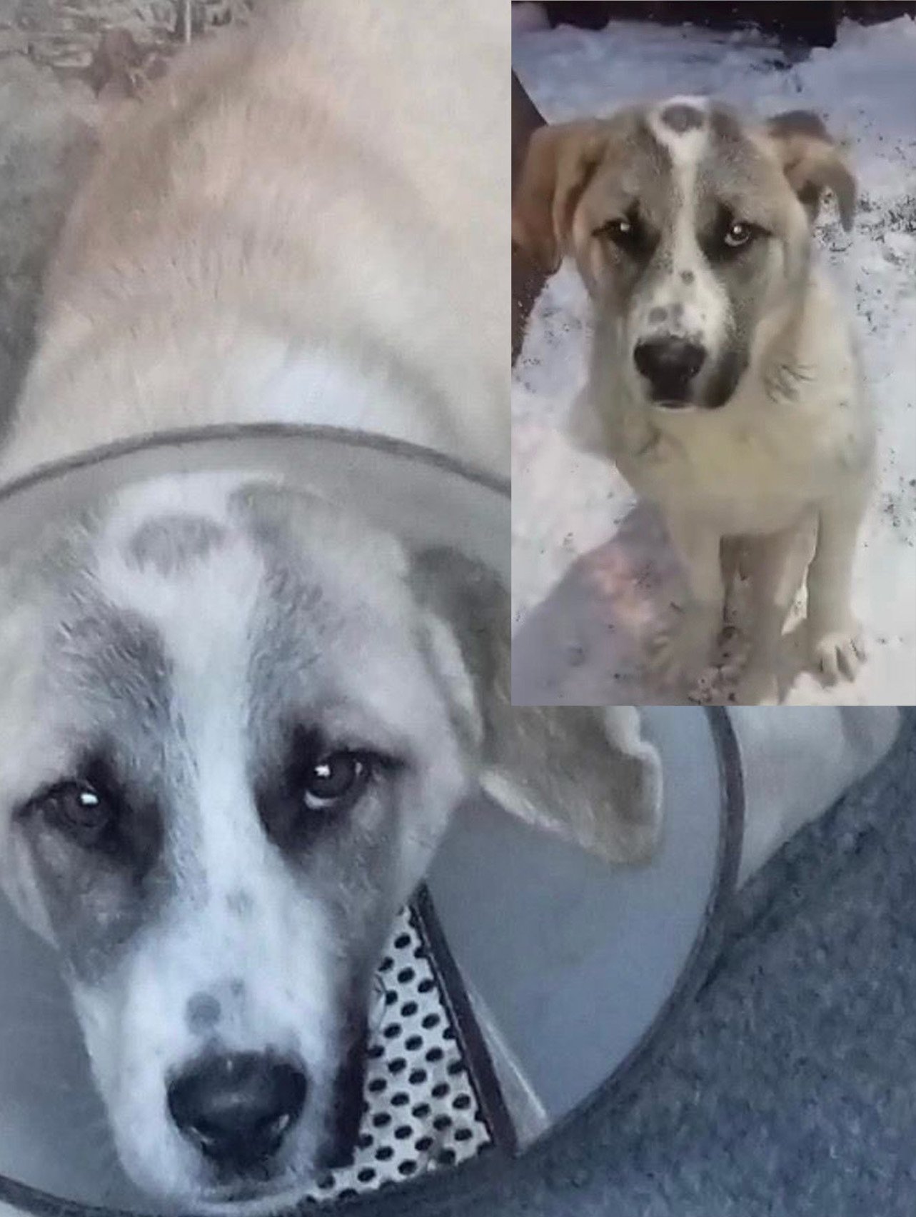 Graf, a disabled but happy rescue dog