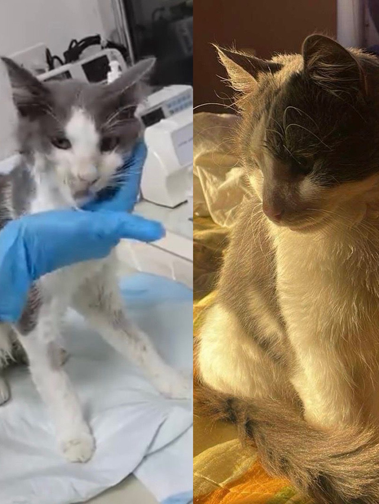 Leo, a rescued grey and white cat