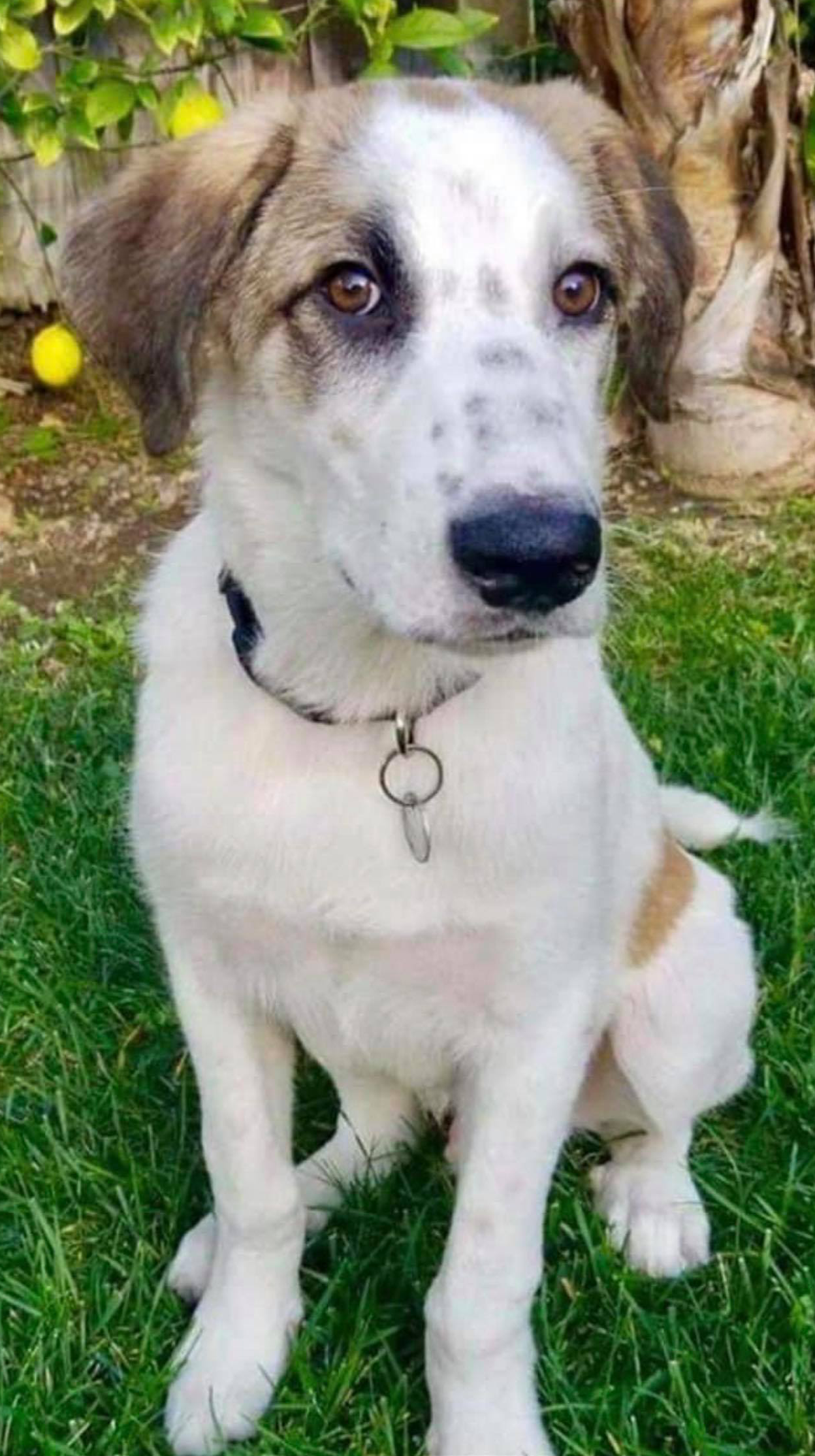 Rescued dog looking happy outdoors