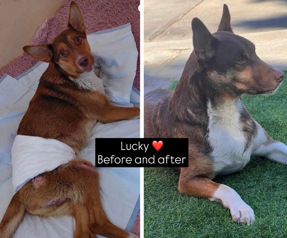 Lucky, a disabled rescued dog before and after arriving in a loving home