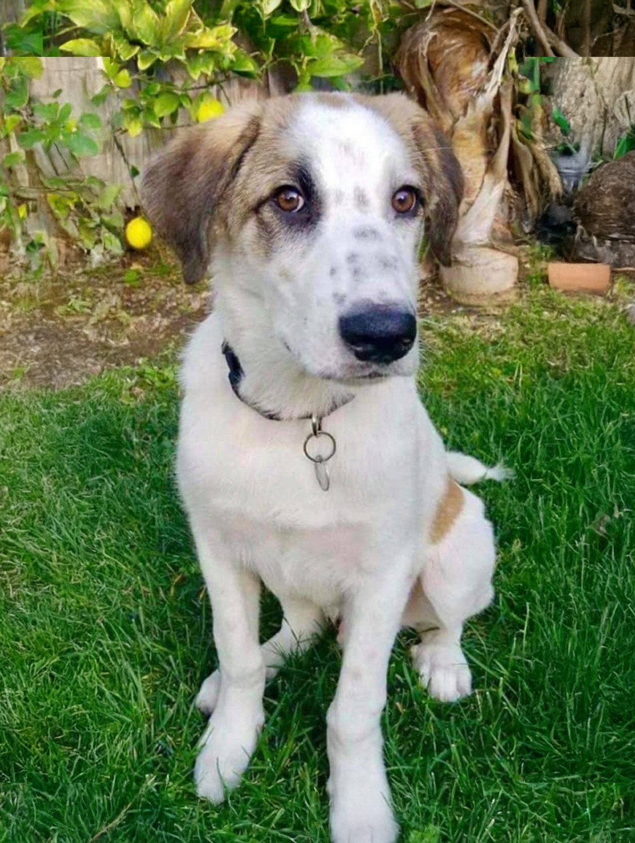 Lucy, a white and brown spotted dog