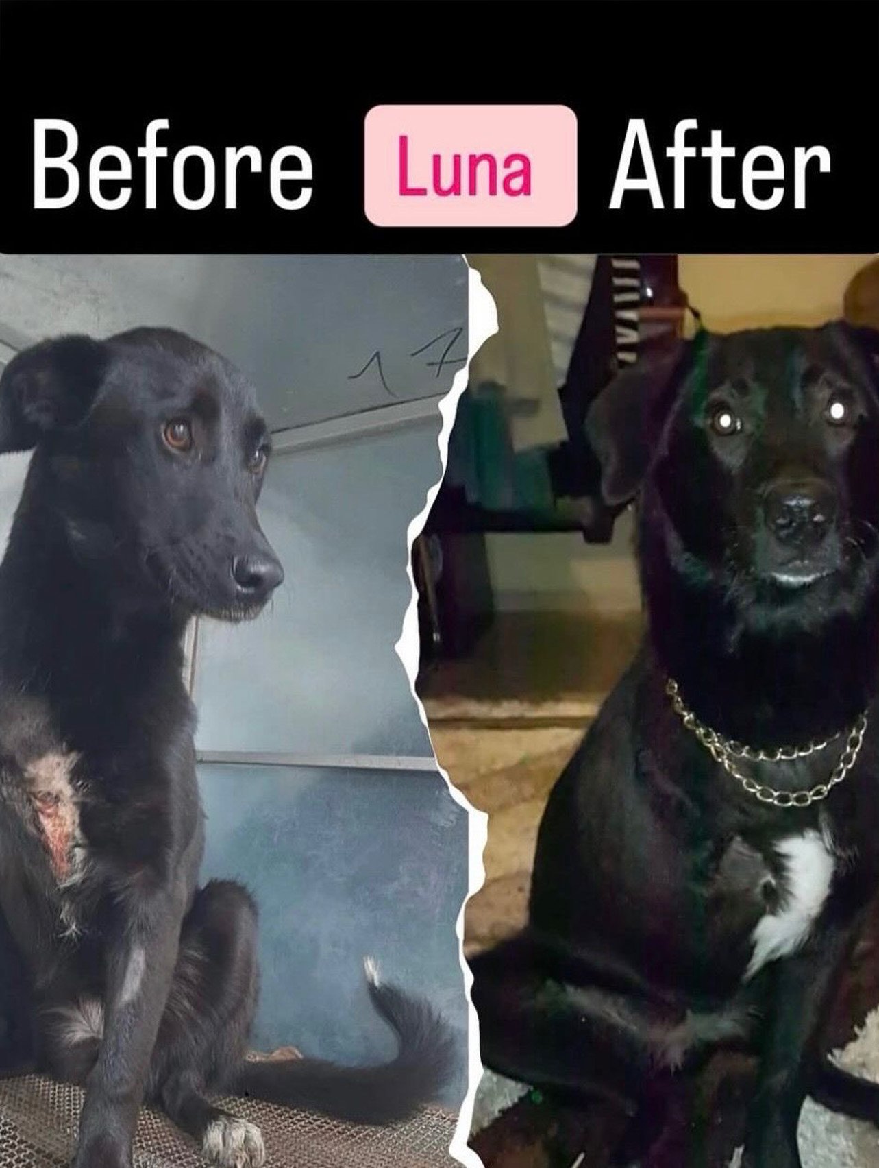 Luna, a three-legged rescued dog