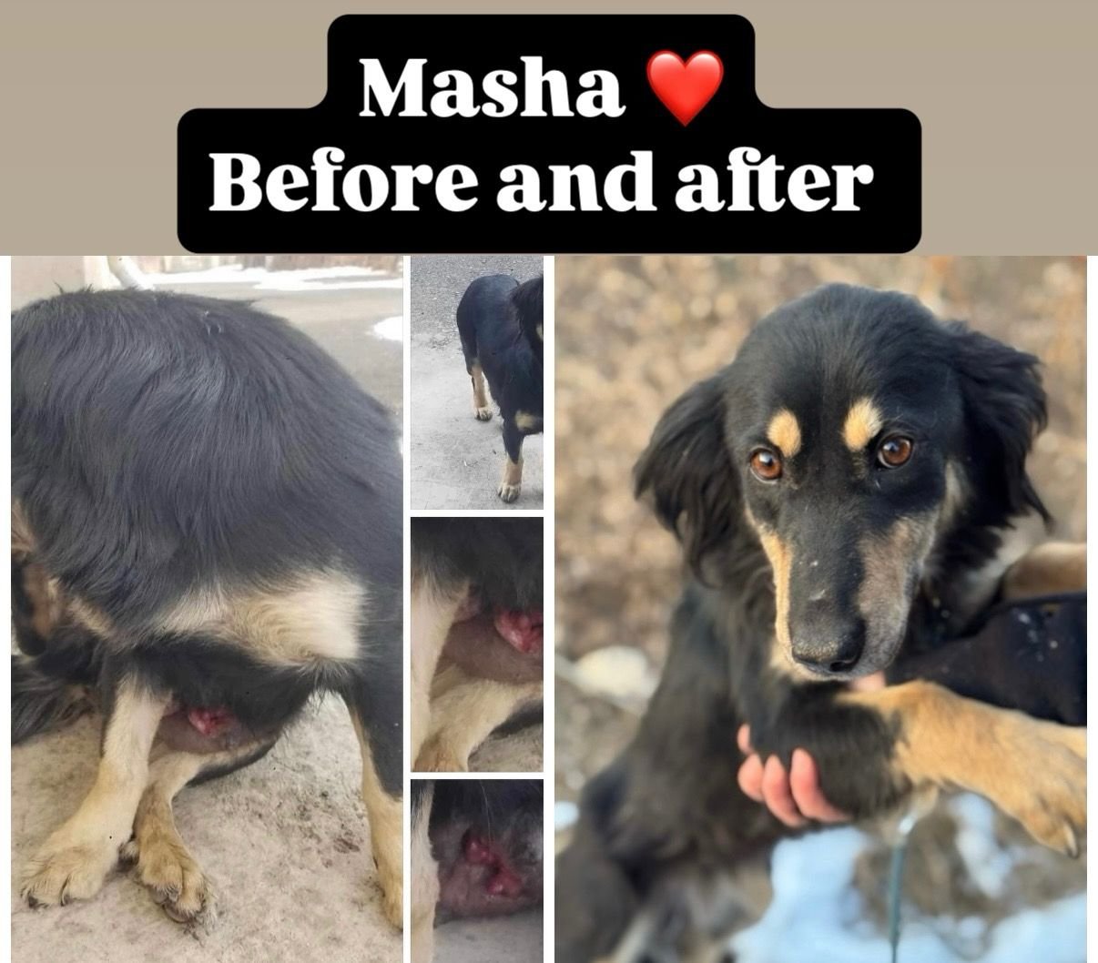 Masha, a rescued dog before and after healing