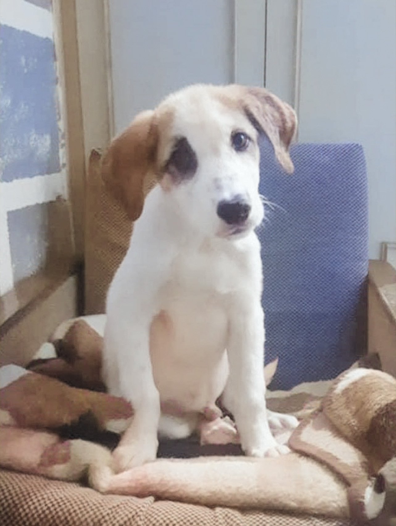 Max, a small tan puppy