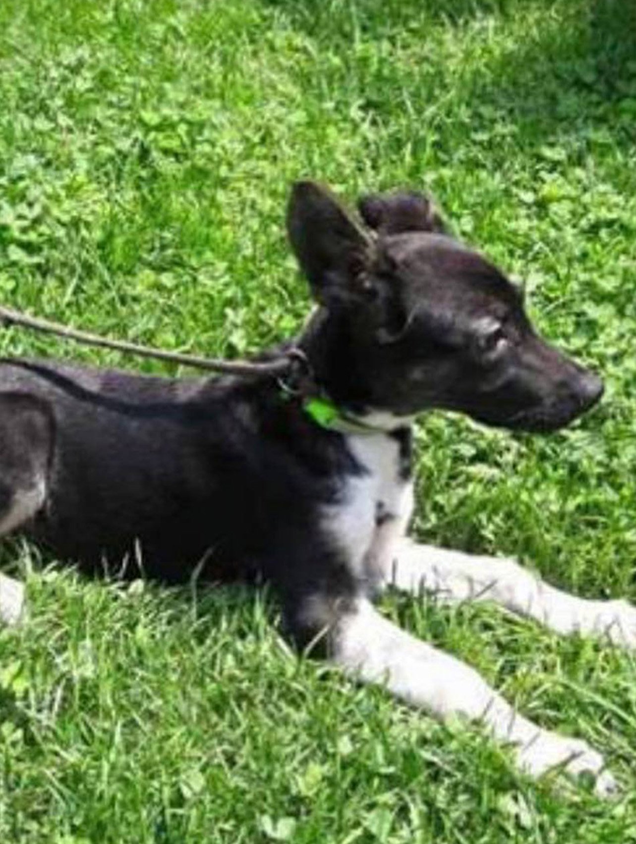 Tucker, a black and white terrier mix